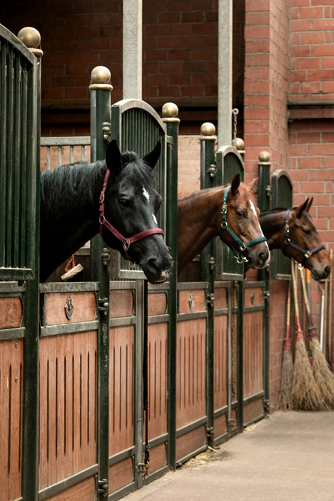 HanseHorse Classic Sports - Halfter