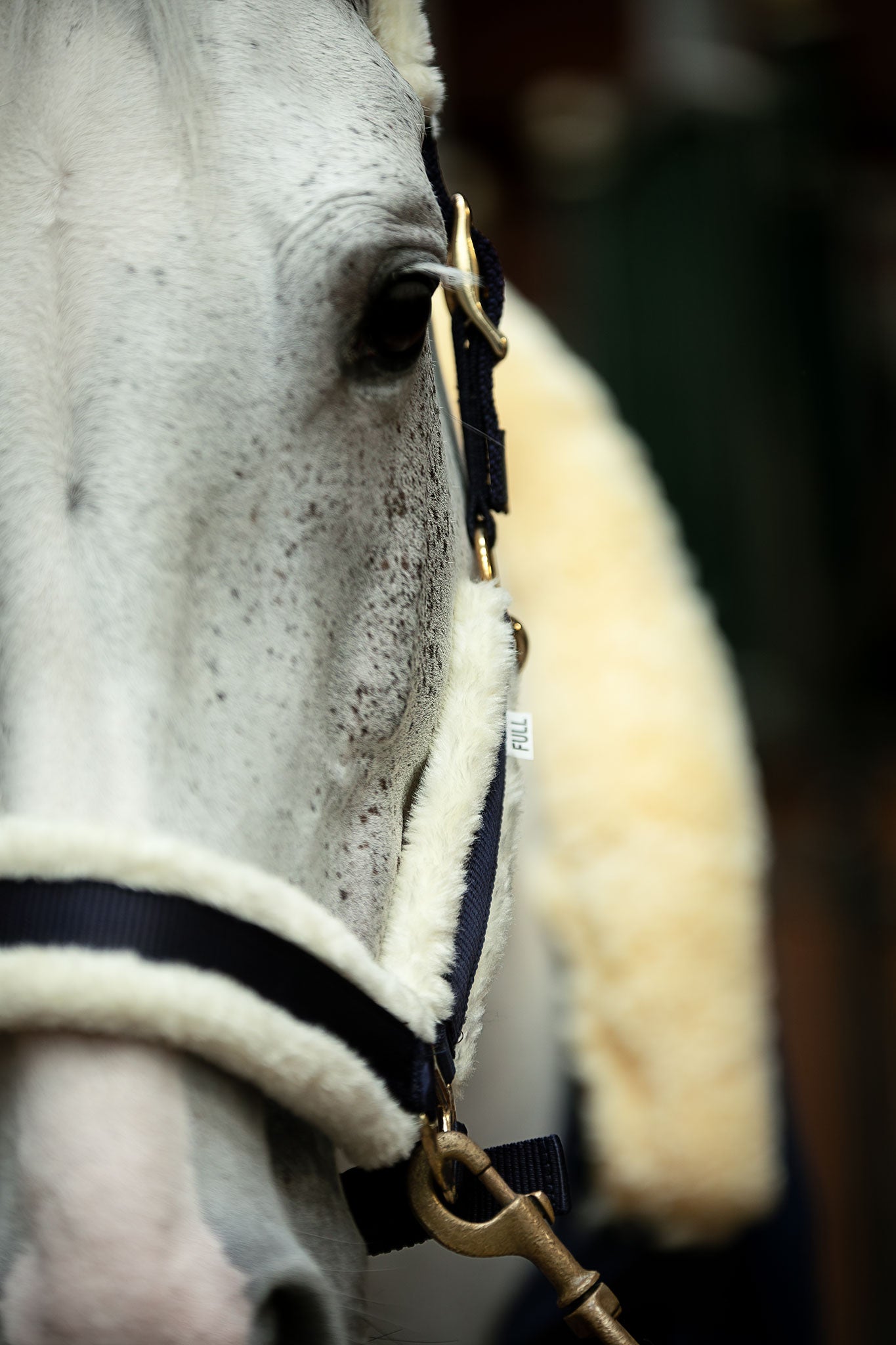HanseHorse Halfter mit Plüsch in der Farbe Marine Blue, Größe Full