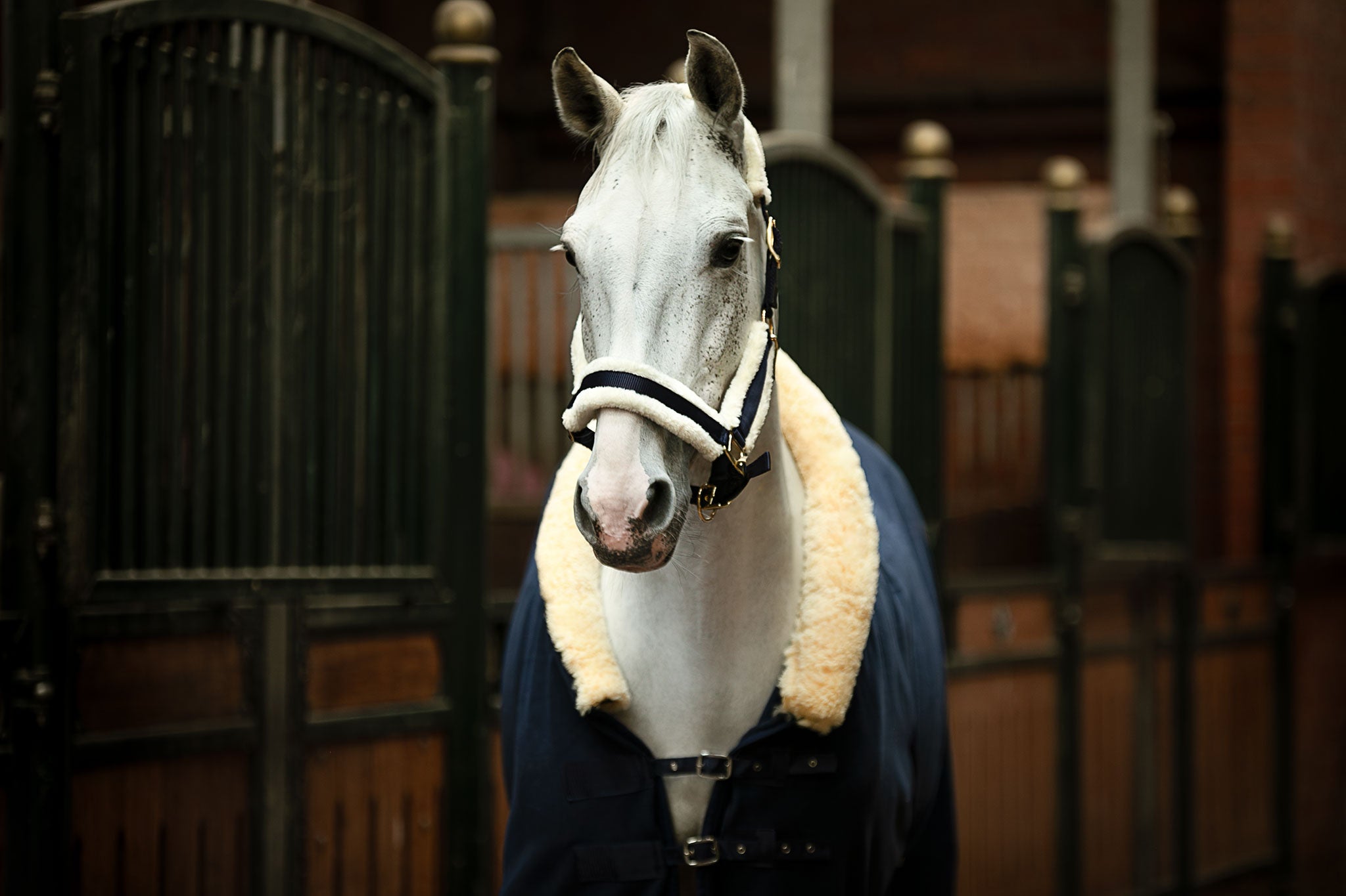 HanseHorse Pferd mit Halfter und Abchwitzdecke in der Farbe Marine Blue
