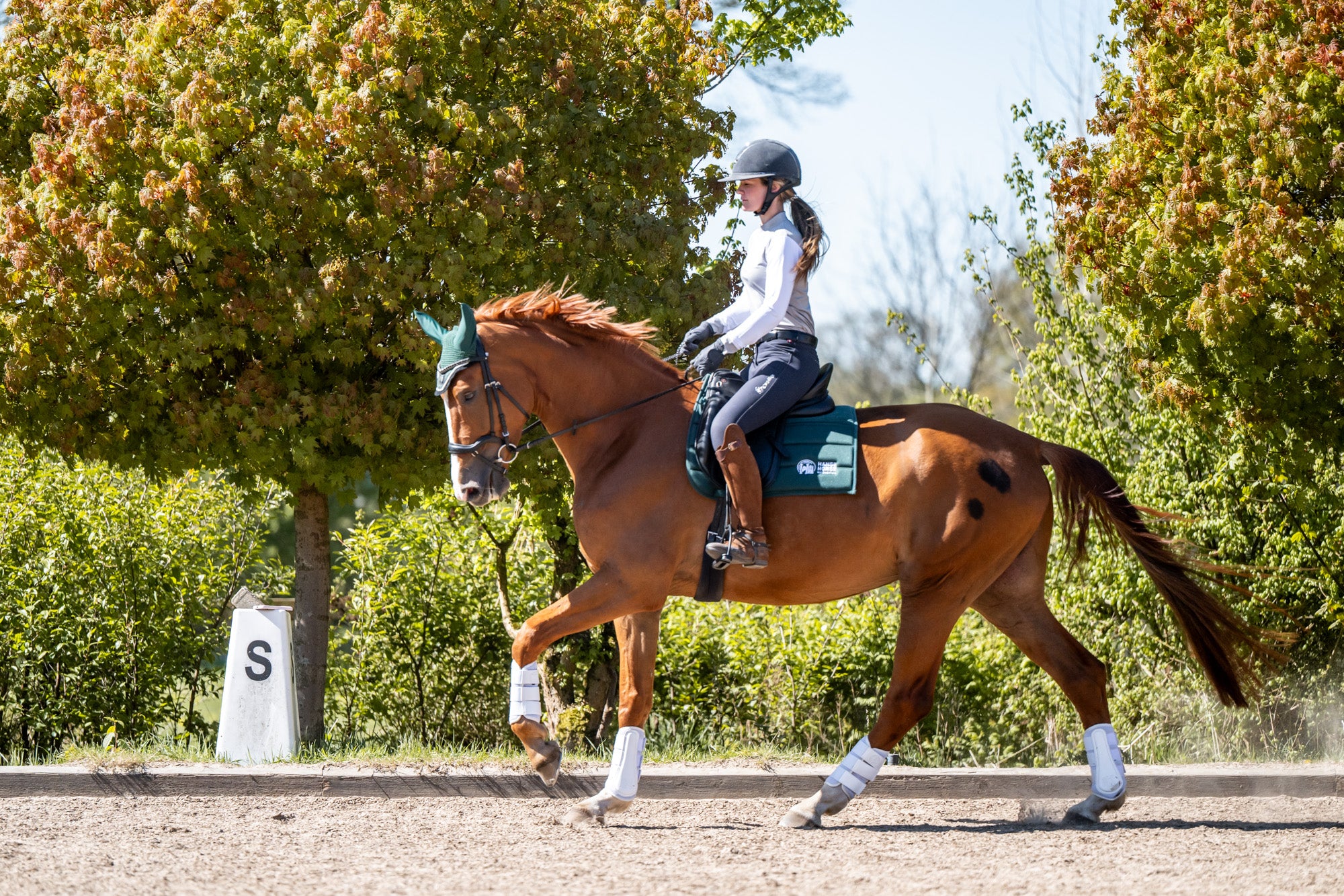 HanseHorse Magnetics Dressur-Schabracke und Fliegenohren in Legacy Green mit Gamaschen in Nordic White