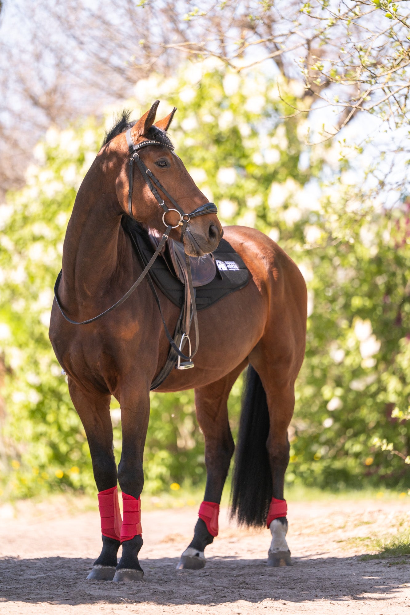 Pferd mit HanseHorse Magnetics Spring-Schabracke in Classic Black und Gamaschen in Regatta Red