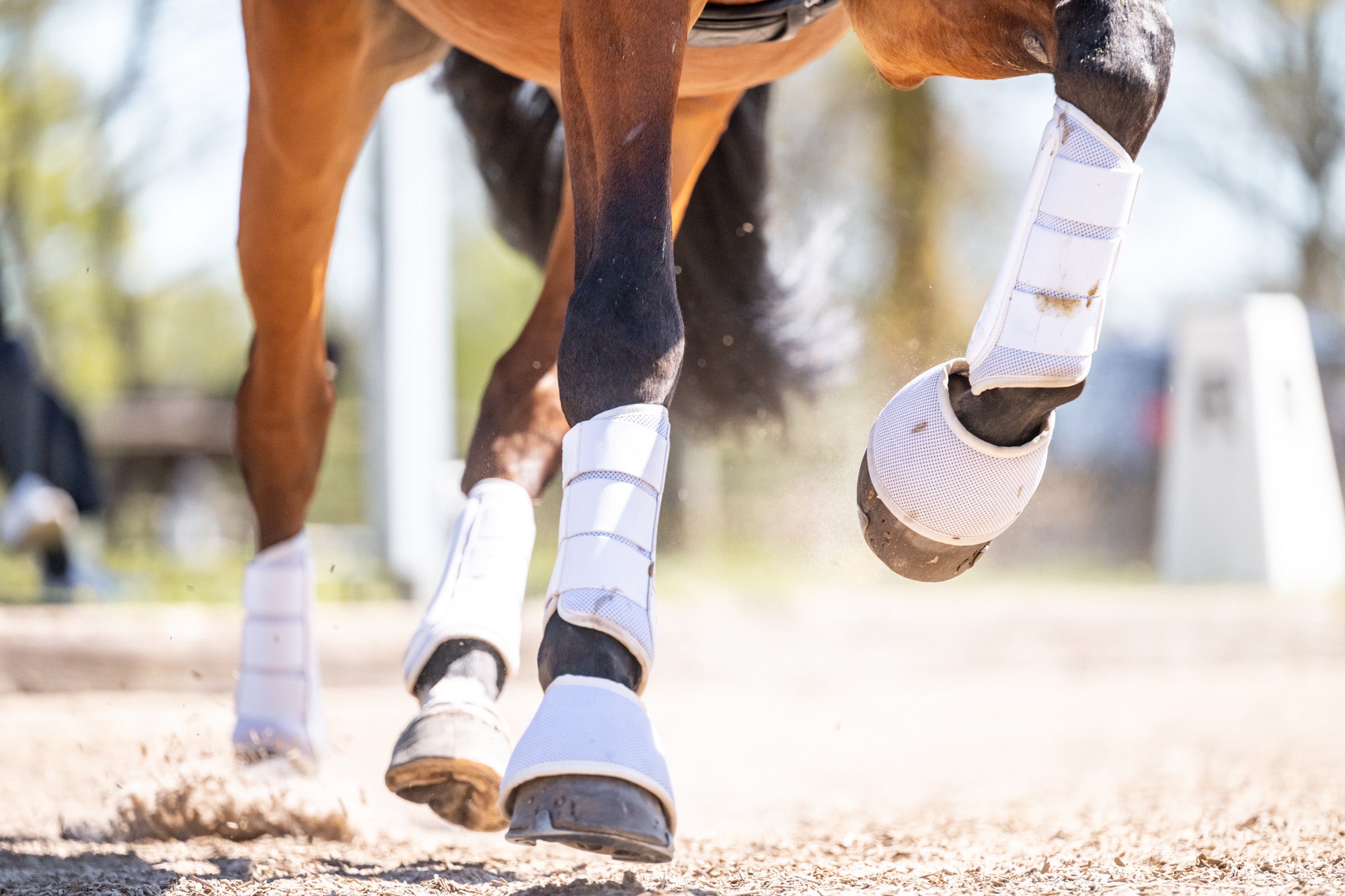 Pferd mit HanseHorse Magnetics Gamaschen und Glocken in Nordic White